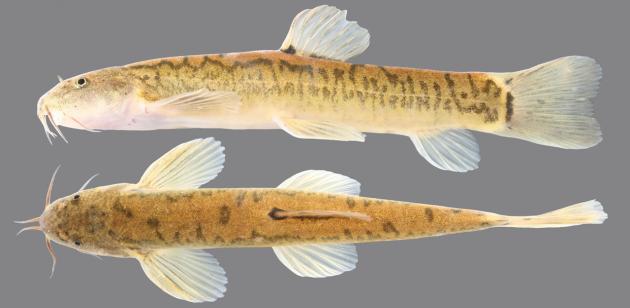 Maejo University unveils new fish species
