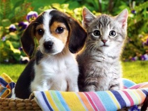 cats_dogs_03