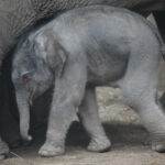 Thai elephant is born